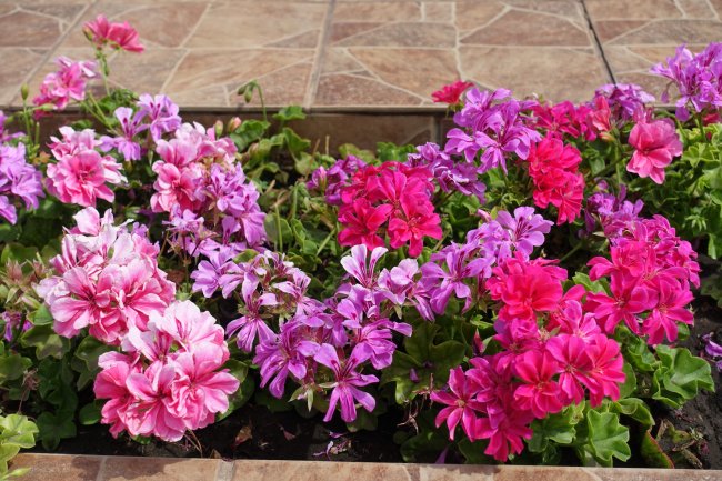 pelargonium bloemen