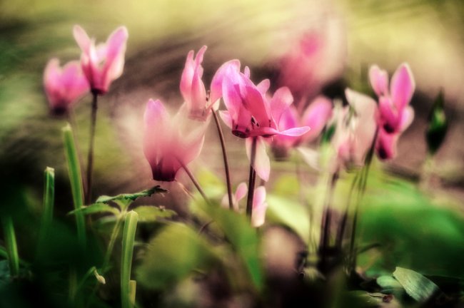 Cyclamen hederifolium