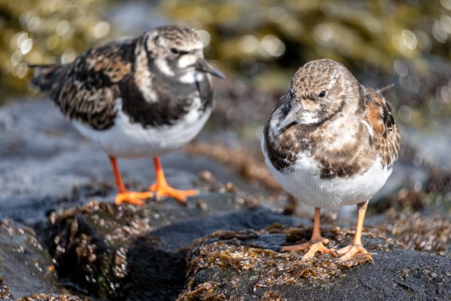 Waddenzee bij Noord-Holland