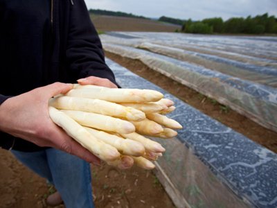 asperges