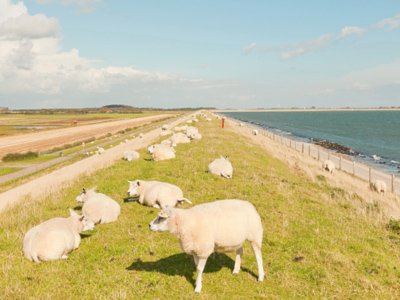 schapen op dijk