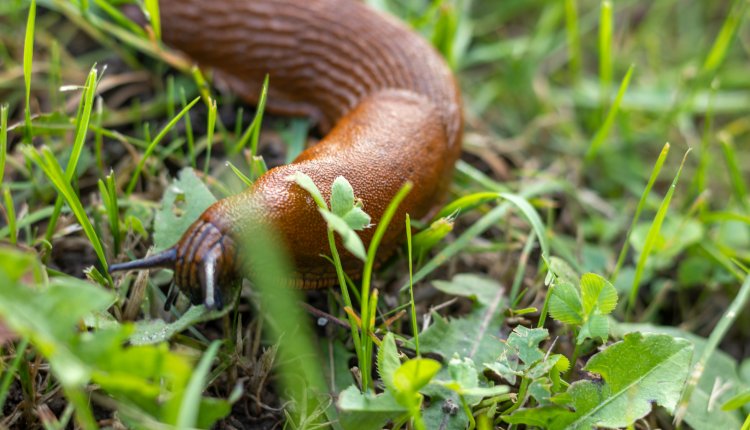 Naaktslak in het gras na een regenbui