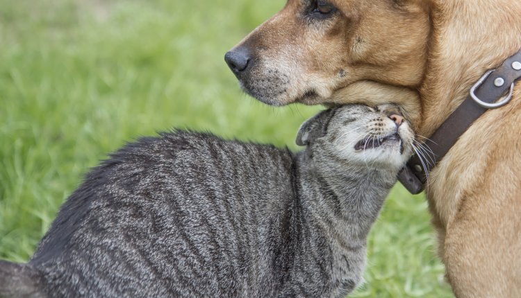 Kat een hond samen op de foto