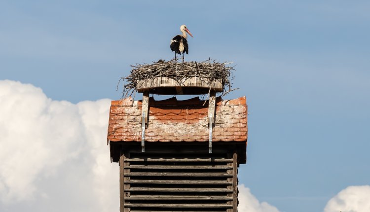 Ooievaar op het dak