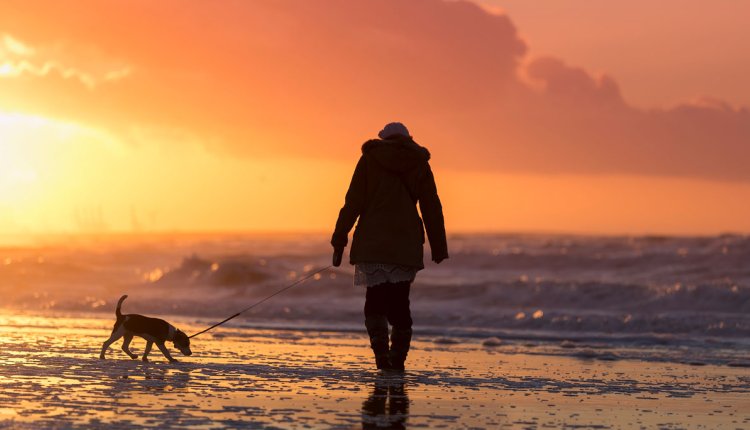 Wandelen met de hond op het strand in de winter