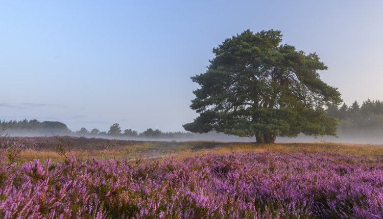 Faial Neerduwen Bad 9 magische plekken in de Nederlandse natuur | PlusOnline