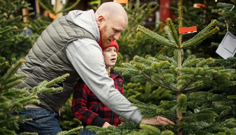 Zenuw Decimale Keizer Zo beperkt u naalduitval en kiest u de juiste kerstboom | PlusOnline