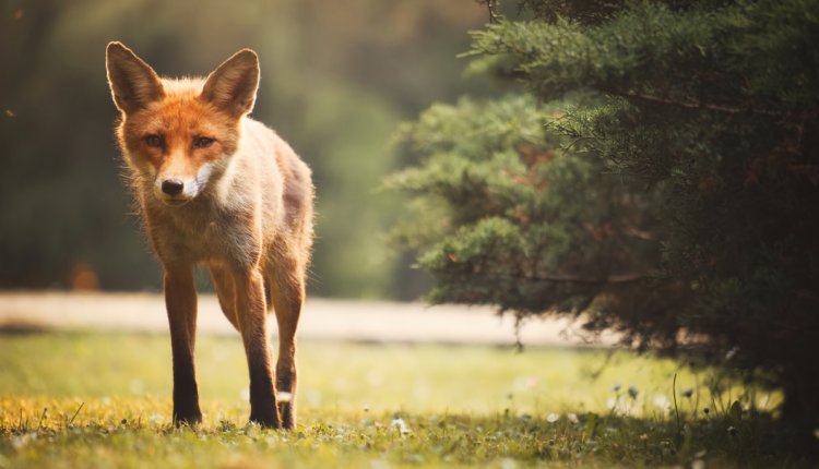 geur Oplossen Oprichter Zomergasten: 5 wilde dieren in Nederland | PlusOnline