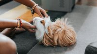 Cavia wordt geaaid door eigenaar