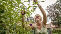 Vlinderboom snoeien vrouw in de tuin