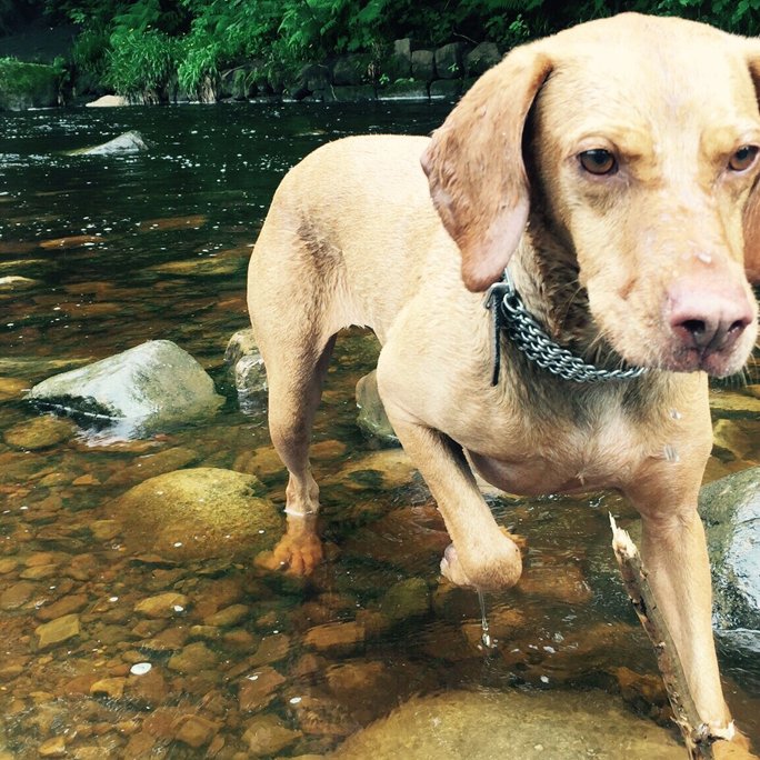 Spektakel kubiek bende Stroomhalsbanden vanaf 2020 verboden bij honden | PlusOnline