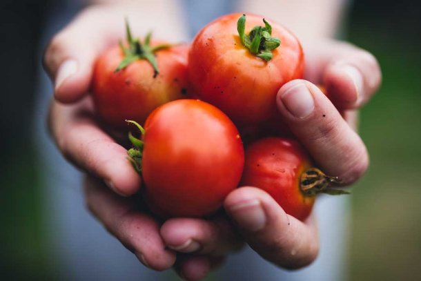 handen met tomaten